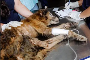 Bloqueos para manejo del dolor