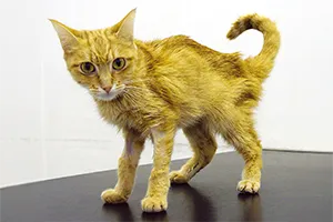 Lipidosis hepática felina